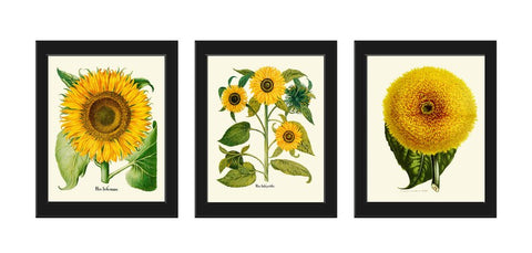 Sunflower Botanical Prints Wall Art Set of 3 Beautiful Large Flowers Yellow Colorful Floral Decor Decoration Home Room Decor to Frame SUN