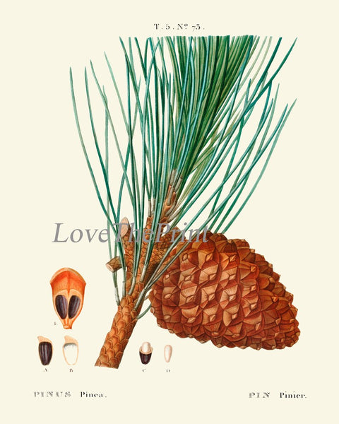 Pinecone Botanical Prints Wall Art Set of 2 Beautiful Antique Vintage Pine Tree Cone Forest Green Outdoor Nature Home Decor to Frame TDA