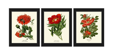 Red Poppy Peony Wild Rose Botanical Wall Art Decor Set of 3 Prints Beautiful Living Dining Room Illustration Pretty Flowers to Frame STE