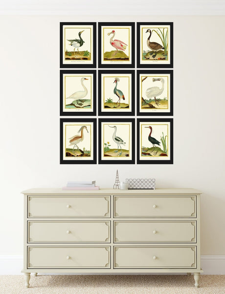 Bird Wall Art Print Set of 9 Prints Beautiful Antique Great Blue Heron Pink Roseate Spoonbill Gray Blue Crane White Goose Decor to Frame MF