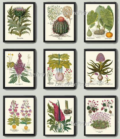 Purple Violet Botanical Prints Wall Art Home Decor Set of 4 Beautiful Antique Vintage Thistle Lily Cactus Elephant Ear Plants to Frame BESL