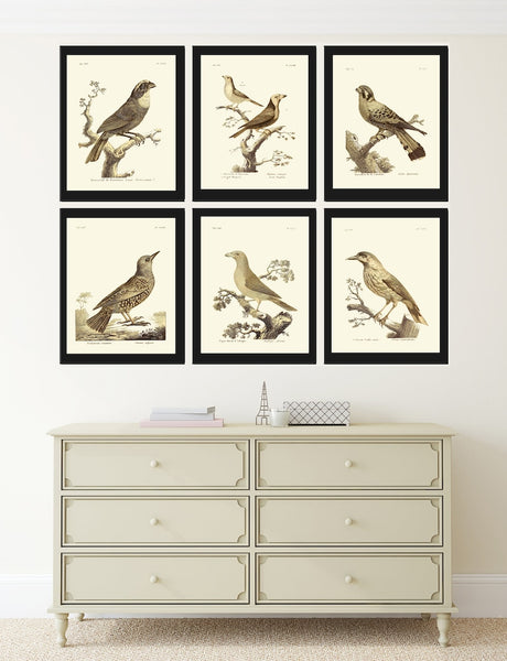 Vintage Birds Prints Wall Art Set of 6 Prints Antique Bird Print Set Cottage Farmhouse Natural Colors Illustration Home Decor to Frame BARR