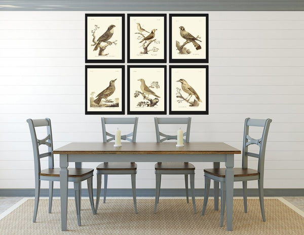 Vintage Birds Prints Wall Art Set of 6 Prints Antique Bird Print Set Cottage Farmhouse Natural Colors Illustration Home Decor to Frame BARR