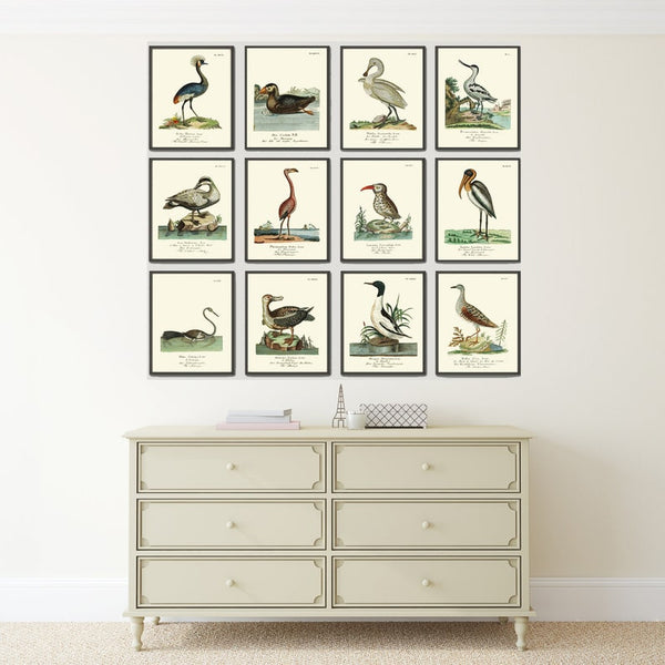 Vintage Bird Prints Wall Art Set of 12 Beautiful Antique Vintage Illustration Flamingo Crane Pelican Duck Lake House Home Decor to Frame HJF