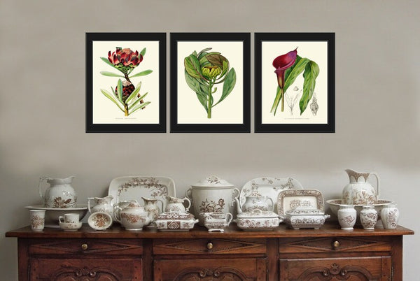 Tropical Flowers Plants Botanical Wall Art Decor Set of 3 Prints Beautiful Protea Calla Lily Burgundy Green Garden Home Decor to Frame AFP