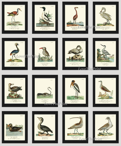 Vintage Bird Prints Large Wall Art Gallery Set of 16 Beautiful Antique Vintage Coastal Beach Farmhouse Illustration Home Decor to Frame HJF