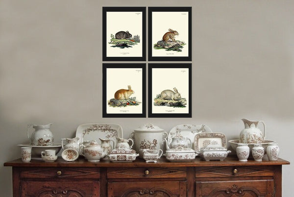 Rabbit Wall Art Print Set of 4 Beautiful Antique Vintage Woodland Farmhouse Cottage Farm Animal Nursery Pet Home Room Decor to Frame BUNNY