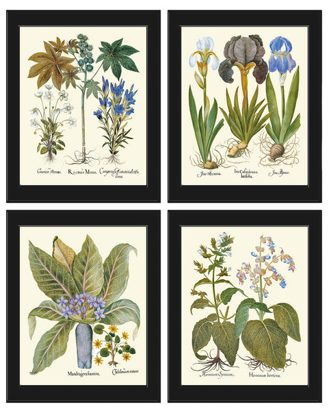 Botanical Wall Art Set of 4 Prints Beautiful Antique Vintage Blue Flowers Hellebores Iris Green Leaf Natural Nature Deocor to Frame BESL