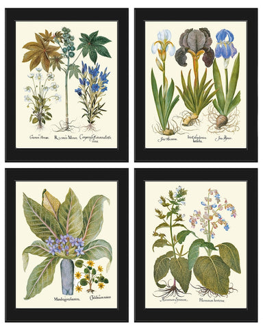 Botanical Wall Art Set of 4 Prints Beautiful Antique Vintage Blue Flowers Hellebores Iris Green Leaf Natural Nature Deocor to Frame BESL