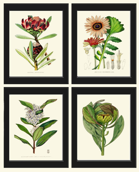 Tropical Flowers Botanical Prints Wall Art Set of 4 Beautiful Antique Vintage Protea African Daisy Green Purple Plants Decor to Frame AFP