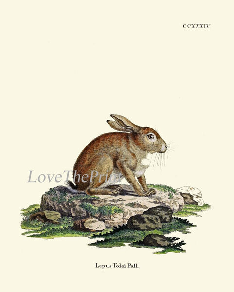 Vintage Rabbit Baby Bunnies Wall Art Set of 6 Prints Beautiful Antique Farm Farmhouse Pet Animal Picture Home Room Decor to Frame BUNNY