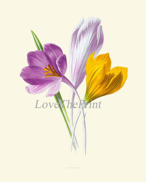 Wildflowers Prints Botanical Wall Art Set of 4 Beautiful Vintage Crocus Sweet Briar Eschscholzia Mallow Pink Yellow Flowers to Frame HULM