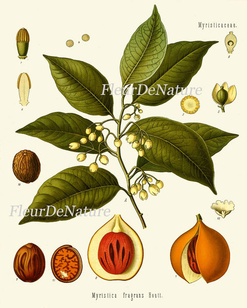 Herbs and Spices Print Set Botanical Wall Art of 9 Prints Beautiful Antique Vintage Kitchen Dining Room Farmhouse Home Decor to Frame KOHS