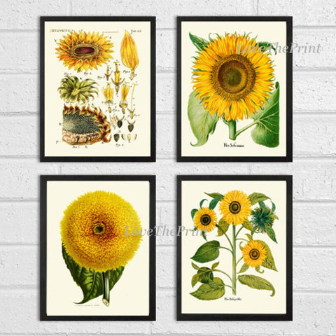 Sunflower Print Set of 4 Prints Beautiful Antique Wall Art Colorful Golden Yellow Country Outdoor Nature Flowers Home Decor to Frame SUN