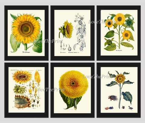 Sunflower Prints Botanical Wall Art Set of 6 Beautiful Vintage Antique Illustration Farmhouse Country Wildflower Home Decor to Frame SUN