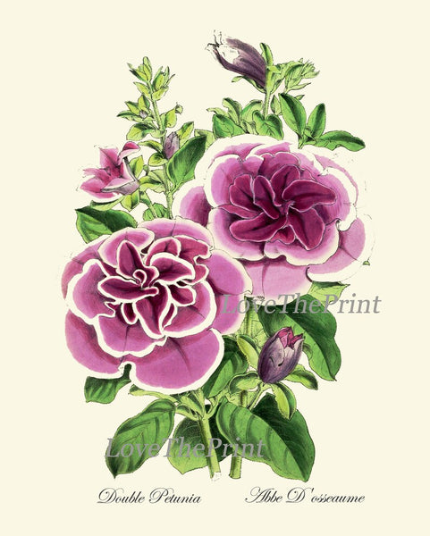 Purple Violet Flowers Botanical Wall Art Set of 4 Prints Beautiful Petunia Cyclamen Geranium Beardtongue Plants Home Decor to Frame TFM