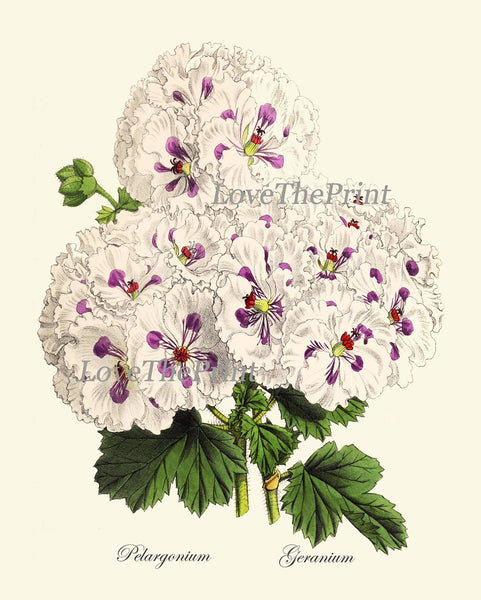 Purple Violet Flowers Botanical Wall Art Set of 4 Prints Beautiful Petunia Cyclamen Geranium Beardtongue Plants Home Decor to Frame TFM