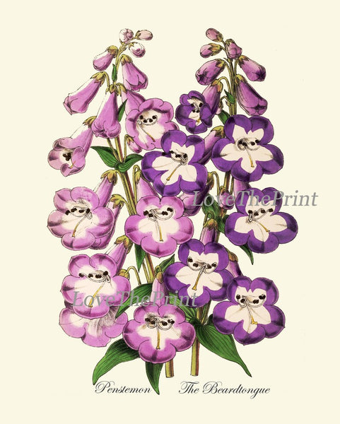 Purple Violet Flowers Botanical Wall Art Set of 4 Prints Beautiful Petunia Cyclamen Geranium Beardtongue Plants Home Decor to Frame TFM