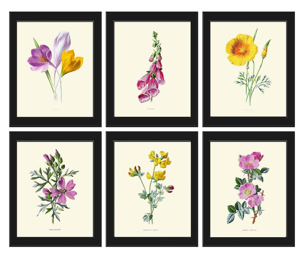 Botanical Wall Art Set of 6 Prints Vintage Antique Violet Purple Yellow Crocus Sweet Briar Mallow Foxglove Plants Home Decor to Frame HULM