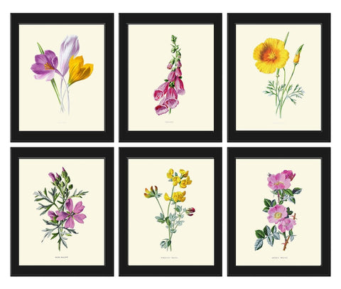 Botanical Wall Art Set of 6 Prints Vintage Antique Violet Purple Yellow Crocus Sweet Briar Mallow Foxglove Plants Home Decor to Frame HULM