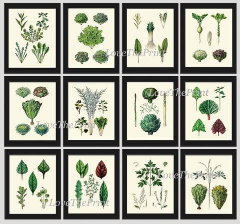 Salad Leaf Botanical Wall Art Set of 12 Prints Beautiful Antique Vintage Kitchen Dining Room Garden Gardening Home Room Decor to Frame HORT