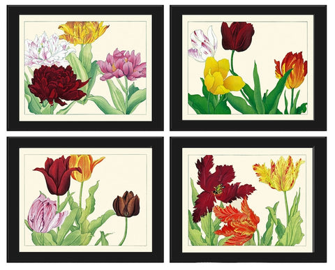 Tulips Botanical Print Set of 4 Prints Beautiful Antique Horizontal Orientation Wall Art White Pink Burgundy Flower Home Decor to Frame ZUFU