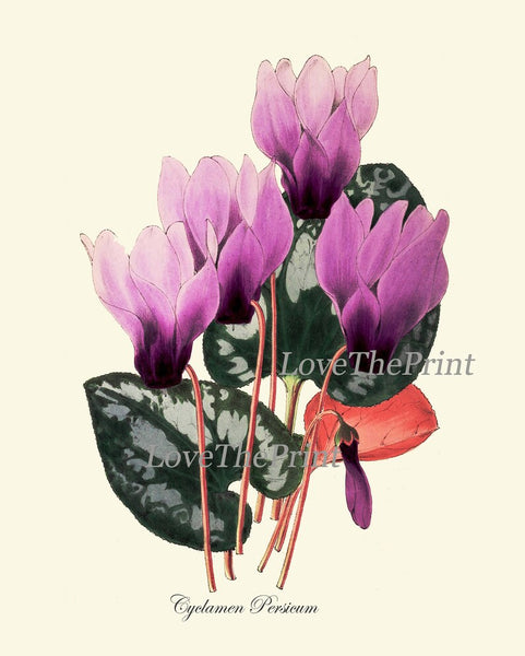 Purple Violet Flowers Botanical Wall Art Set of 4 Prints Beautiful Petunia Cyclamen Geranium Beardtongue Plants Home Decor to Frame TFM