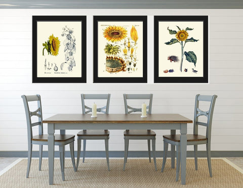 Sunflower Flowers Wall Art Botanical Prints Set of 3 Beautiful Vintage Antique Flowers Yellow Wildflowers Hedgehog Home Decor to Frame SUN