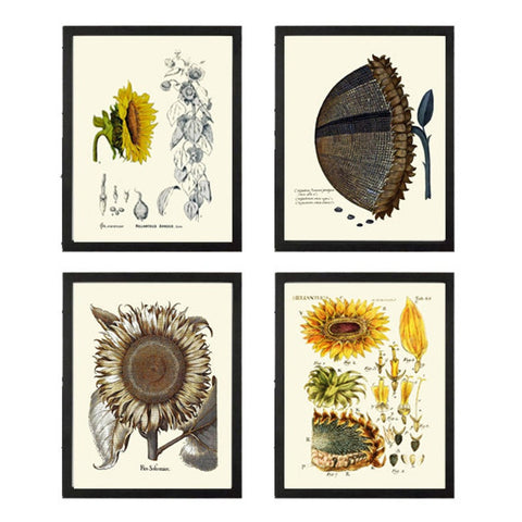 Sunflower Decor Wall Art Print Set of 4 Beautiful Antique Vintage Yellow Flowers Illustration Picture Painting Home Decoration to Frame SUN