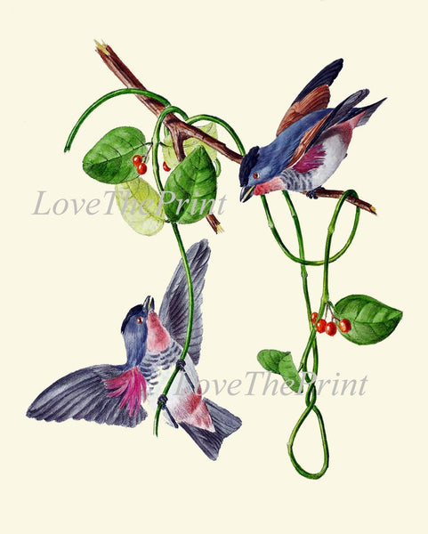 Bird Wall Art Print Set of 4 Beautiful Vintage Antique Purple Violet Tropical Fruit Banana Bloom Passion Flower Home Room Decor to Frame OBB