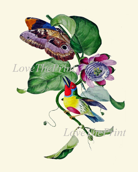 Bird Wall Art Print Set of 4 Beautiful Vintage Antique Purple Violet Tropical Fruit Banana Bloom Passion Flower Home Room Decor to Frame OBB