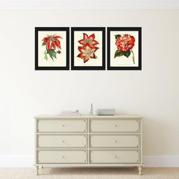 Holiday Christmas Flowers Wall Art Botanical Print Set of 3 Vintage Antique Red White Poinsettia Amaryllis Camellia Home Decor to Frame LMD