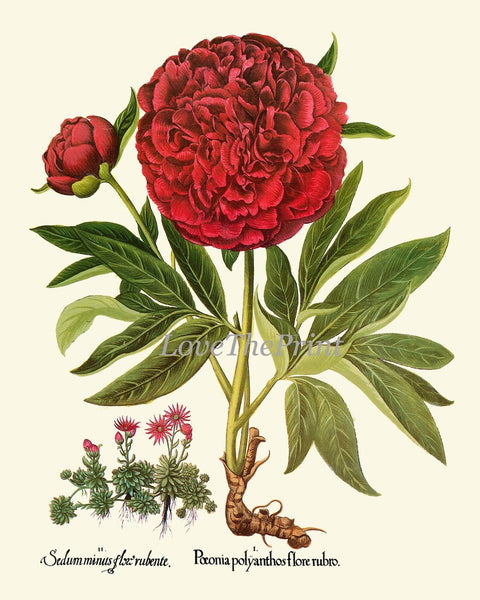 Red Peony Botanical Prints Wall Art Set of 2 Beautiful Antique Vintage Crimson Bright Red Flowers Chart Poster Home Room Decor to Frame BESL