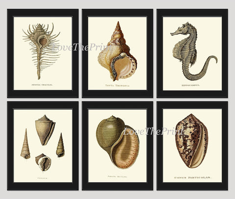 Sea Horse Shell Coral Wall Art Nautical Print Set of 6 Vintage Ocean Life Natural History Nature Home Bathroom Bedroom Decor to Frame ARC