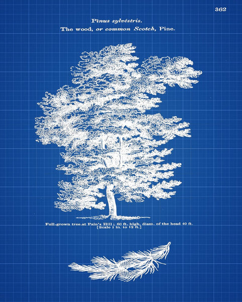 Pine Tree Wall Art Set of 4 Prints Beautiful Vintage Antique Blue Blueprint Patent Background Trees Varieties Home Room Decor to Frame LODT