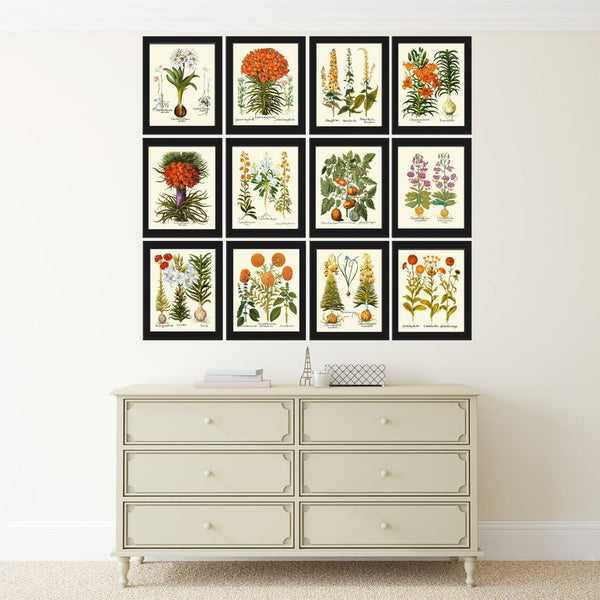 Botanical Wall Art Set of 12 Prints Beautiful Vintage Antique Orange Green White Flowers Living Room Dining Bedroom Home Decor to Frame BESL