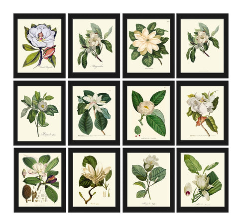 Magnolia Tree Flowers Botanical Prints Wall Art Home Decor Set of 12 Beautiful Vintage Antique Home Room Decor Interior Design to Frame MAGN