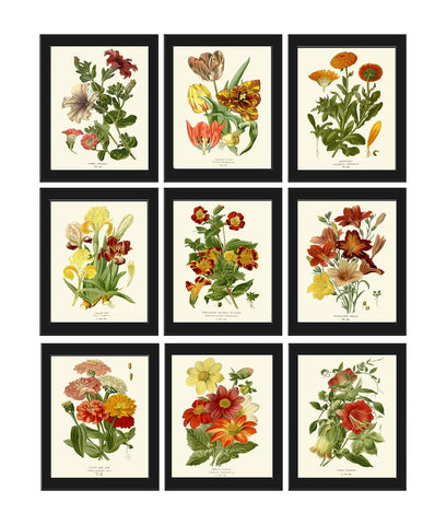 Botanical Wall Art Prints Decor Set of 9 Beautiful Vintage Antique Tulip Iris Lily Petunia Dahlia Garden Flower Home Room Decor to Frame STE