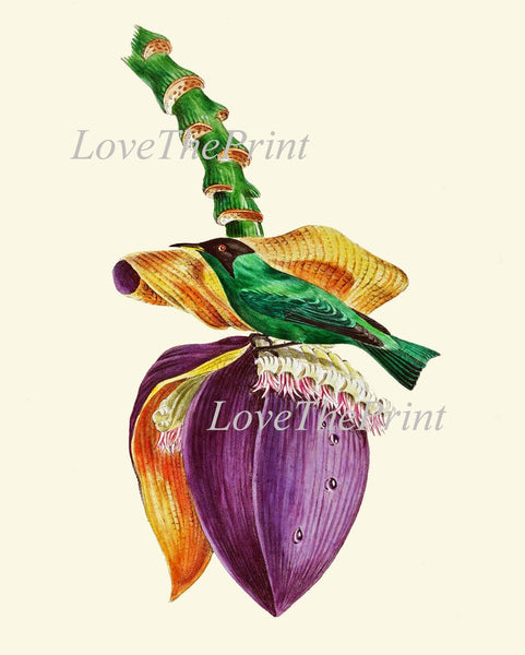 Bird Wall Art Print Set of 4 Beautiful Vintage Antique Purple Violet Tropical Fruit Banana Bloom Passion Flower Home Room Decor to Frame OBB