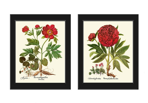 Red Peony Botanical Prints Wall Art Set of 2 Beautiful Antique Vintage Crimson Bright Red Flowers Chart Poster Home Room Decor to Frame BESL