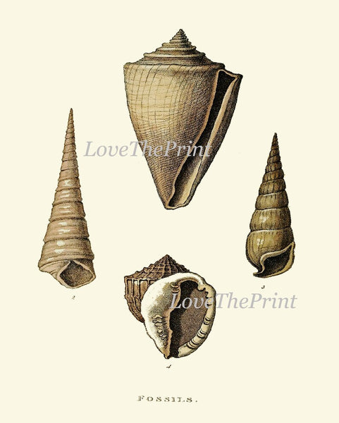 Sea Horse Shell Coral Wall Art Nautical Print Set of 6 Vintage Ocean Life Natural History Nature Home Bathroom Bedroom Decor to Frame ARC