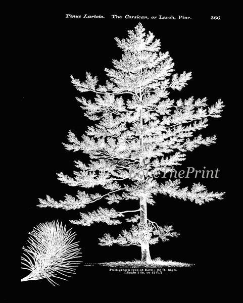 Trees Pine Tree Botanical Wall Art Set of 6 Prints Beautiful Vintage Antique Black Background White Interior Design Home Decor to Frame LODT