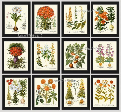 Botanical Wall Art Set of 12 Prints Beautiful Vintage Antique Orange Green White Flowers Living Room Dining Bedroom Home Decor to Frame BESL