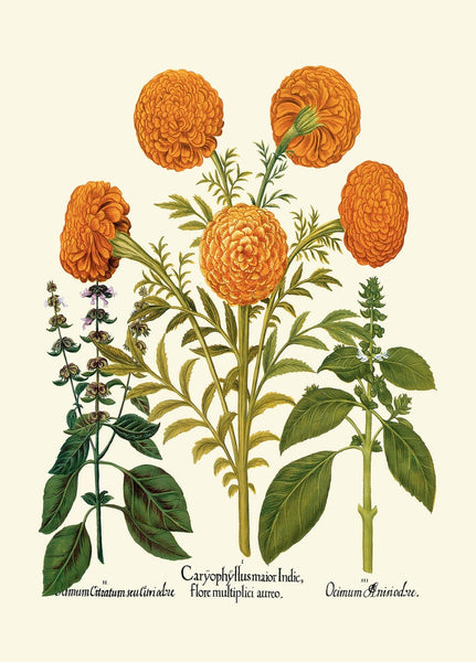 Botanical Wall Art Set of 12 Prints Beautiful Vintage Antique Orange Green White Flowers Living Room Dining Bedroom Home Decor to Frame BESL