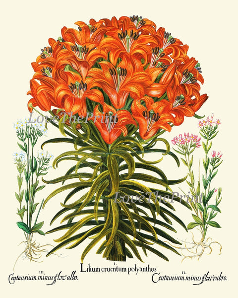 Botanical Wall Art Set of 12 Prints Beautiful Vintage Antique Orange Green White Flowers Living Room Dining Bedroom Home Decor to Frame BESL