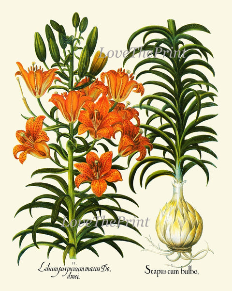 Botanical Wall Art Set of 12 Prints Beautiful Vintage Antique Orange Green White Flowers Living Room Dining Bedroom Home Decor to Frame BESL