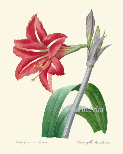 Red Amaryllis Flowers Wall Art Set of 6 Prints Beautiful Antique Vintage Botanical Garden Gardening Fall Winter Home Decor to Frame AMAR