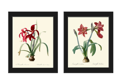 Red Amaryllis Flower Wall Art Set of 2 Prints Beautiful Vintage Antique Winter Christmas Holiday Gift Decoration Home Decor to Frame AMAR