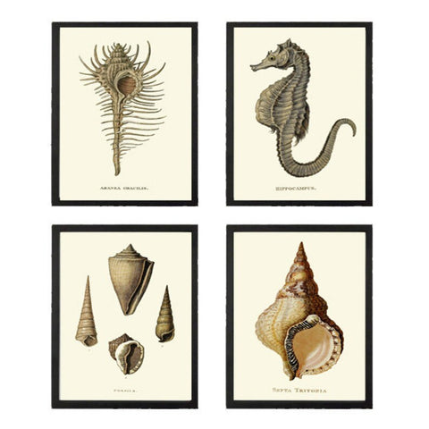 Seashell Sea Horse Wall Art Print Sett of 4 Vintage Ocean Life Natural History Nature Home Bathroom Bedroom Beach House Decor to Frame ARC