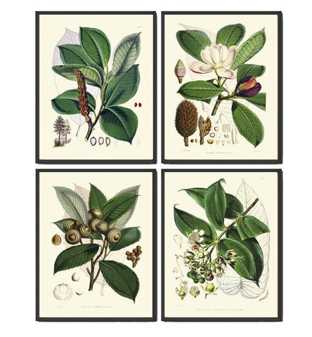 Tree Leaf Magnolia Botanical Wall Art Set of 4 Prints Beautiful Antique Vintage Outdoor Nature Green Leaves Flower Home Decor to Frame KOH